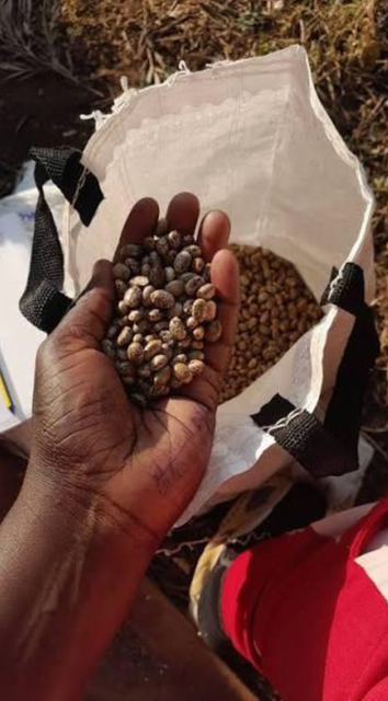 Premium Castor Seeds - Image 3
